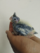 Cockatiel